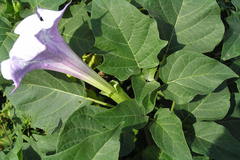 Datura metel